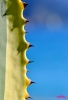 Prossima Foto: agave..