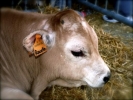 Foto Precedente: muuu