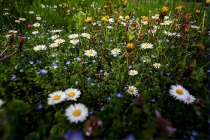 Prossima Foto: ... arrivata la Primavera...finalmente