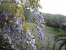 Prossima Foto: Glicine