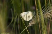 Prossima Foto: ACQUEDOTTO FELICE