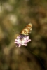 Prossima Foto: ...sognando farfalle!!!!