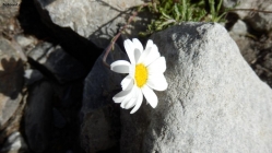 Prossima Foto: fiore alpino