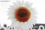 Prossima Foto: .... e anche il girasole si  imbiancato..