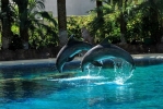 Delfini in salto