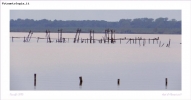 Prossima Foto: Oasi naturale Lipu di Massaciuccoli