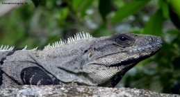 Prossima Foto: Iguana