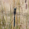 libellula