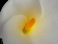 Prossima Foto: calla luminosa