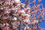 Prossima Foto: primavera in fiore