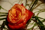Foto Precedente: ROSA