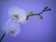 Foto Precedente: bianche orchidee