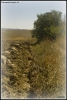 Prossima Foto: aratura in Toscana