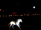 Foto Precedente: il cavallo e la luna