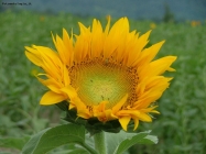 Prossima Foto: girasole