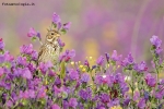 Fiori