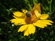 Foto Precedente: insetto su fiore