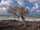 Foto Precedente: Albero in riva al mare...