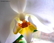 Foto Precedente: Orchidea