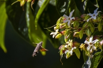 Prossima Foto: Sfinge del galio (farfalla colibrì)