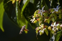 Foto Precedente: Sfinge del galio (farfalla colibr)