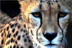 Foto Precedente: Sguardo... di ghepardo
