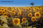 Prossima Foto: girasoli