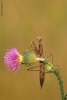 Prossima Foto: "ballerina".