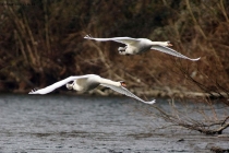 Prossima Foto: In volo