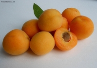 Prossima Foto: apricots