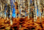 Prossima Foto: i colori del bosco..