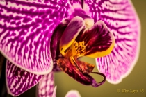 Foto Precedente: Orchidea... quasi selvaggia!