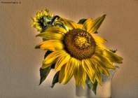 Foto Precedente: Sunflower