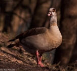 Prossima Foto: Che sguardo!!