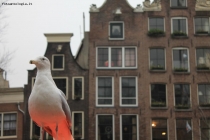 Foto Precedente: Un volo ad Amsterdam!