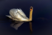 Prossima Foto: Il lago dei cigni