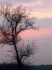 Prossima Foto: albero al tramonto