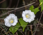 Foto Precedente: convolvulus arvensis