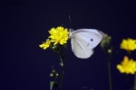 Prossima Foto: Farfalla -4-