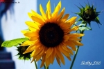 Prossima Foto: ... girasole