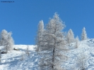 Foto Precedente: Larici in bianco