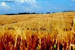 Foto Precedente: onde di grano..