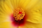 Prossima Foto: L'hibiscus