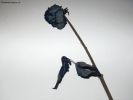 Foto Precedente: blue rose