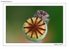 Foto Precedente: cimice