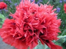 Prossima Foto: Il fiore del male...