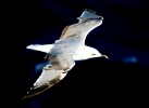 Foto Precedente: Volare..nel blu dipinto di blu