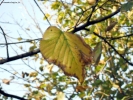 Prossima Foto: E' autunno !!