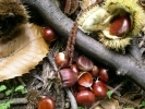 il tepore della voce dell'autunno 