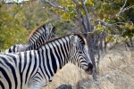 Foto Precedente: Zebre nella savana
